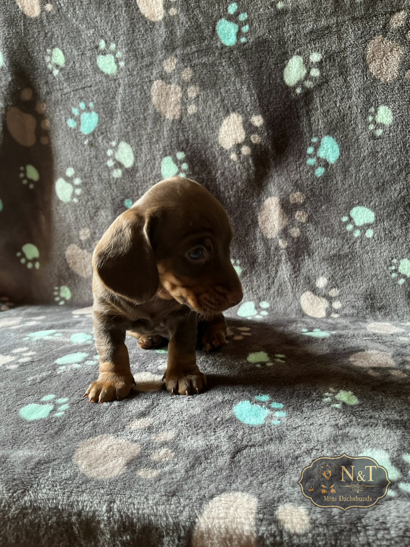 Cadpig, a chocolate & tan miniature dachshund puppy
