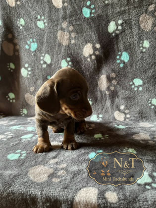 Cadpig, a chocolate & tan miniature dachshund puppy
