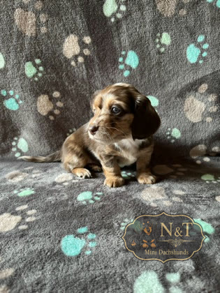 Freckles, a chocolate & tan dapple piebald miniature dachshund puppy