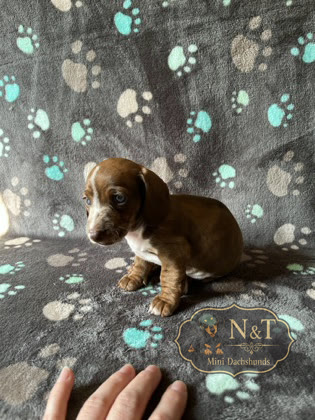Moxxie, a red & tan dapple piebald brindle miniature dachshund puppy
