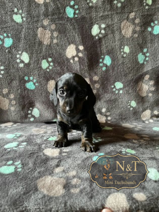 Pearl, a black & tan brindle miniature dachshund puppy