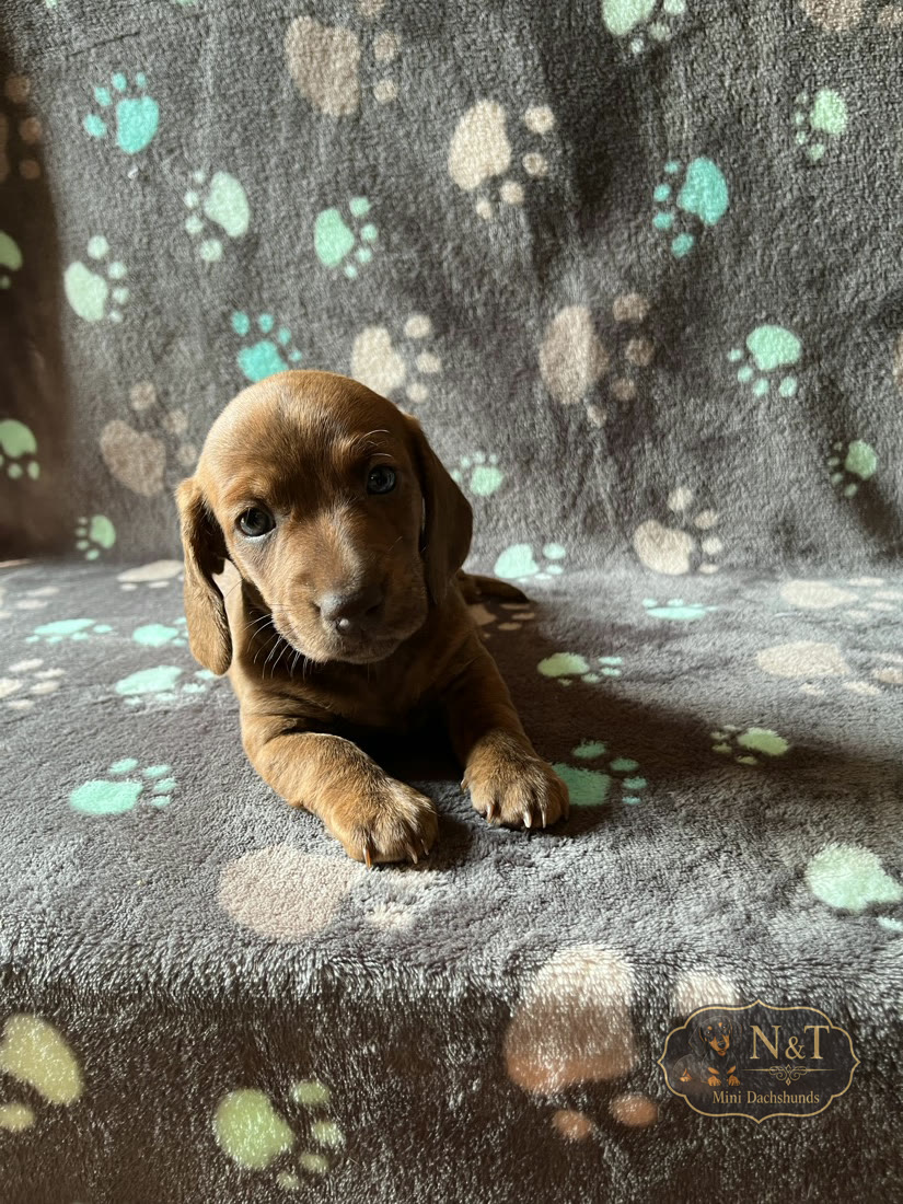 Rolly, a red & tan brindle miniature dachshund puppy