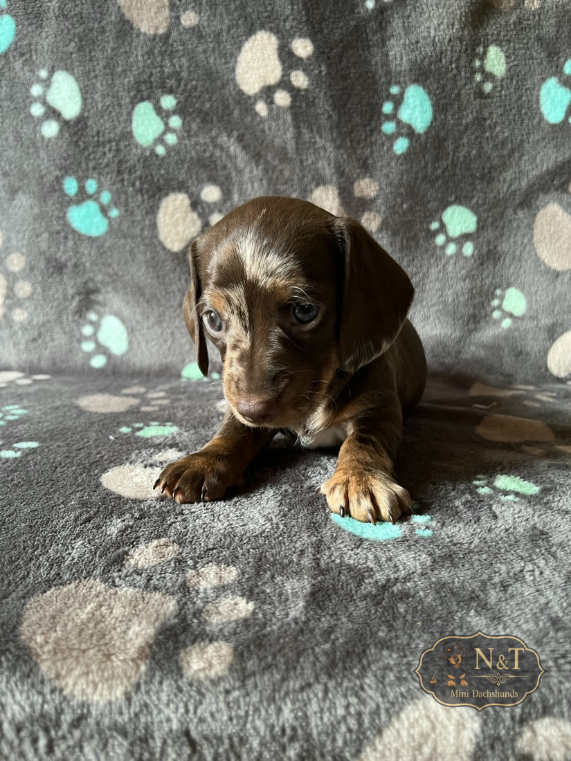 Two-Tone, a chocolate & tan dapple miniature dachshund puppy