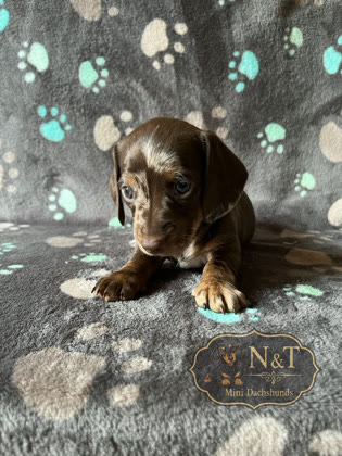 Two-Tone, a chocolate & tan dapple miniature dachshund puppy
