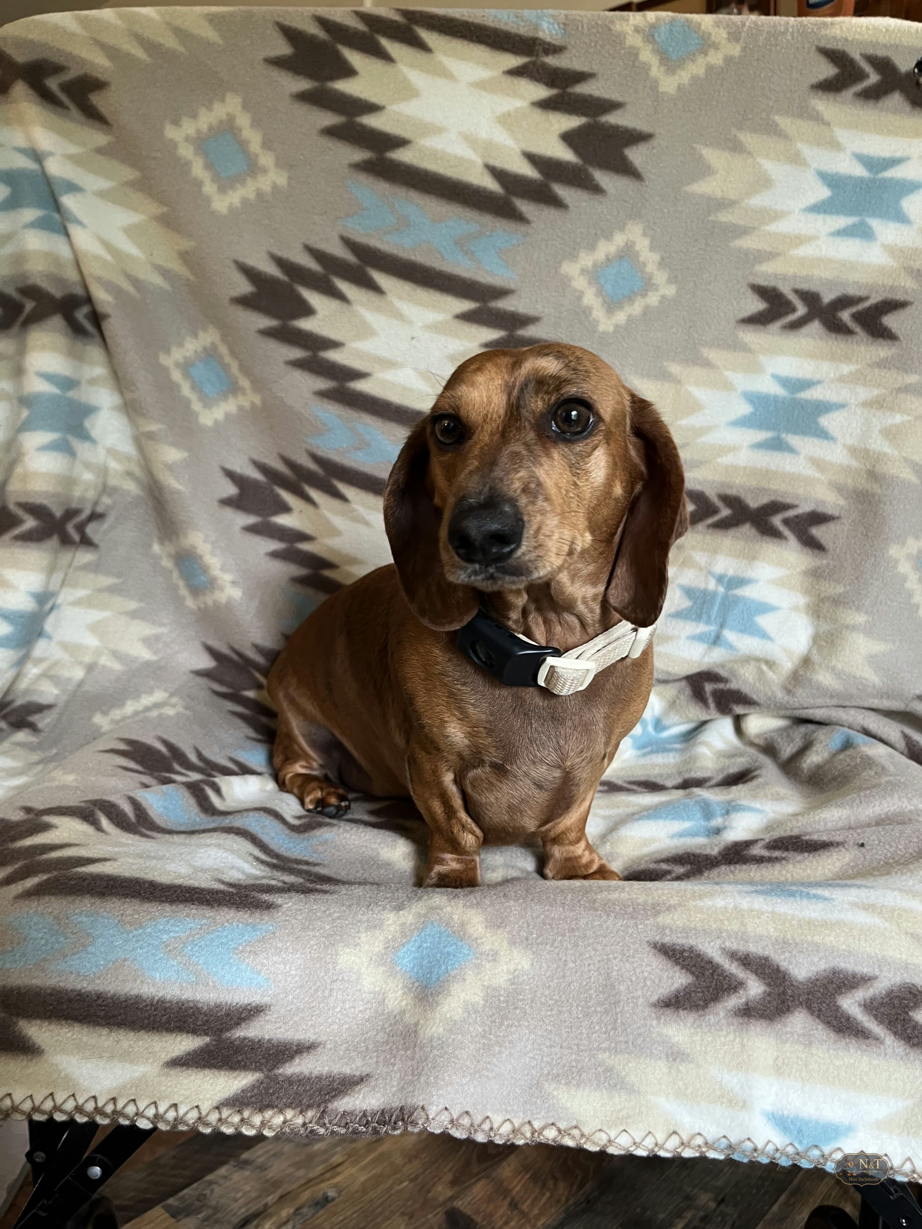 Uncle Duke, an adult dachshund, at home