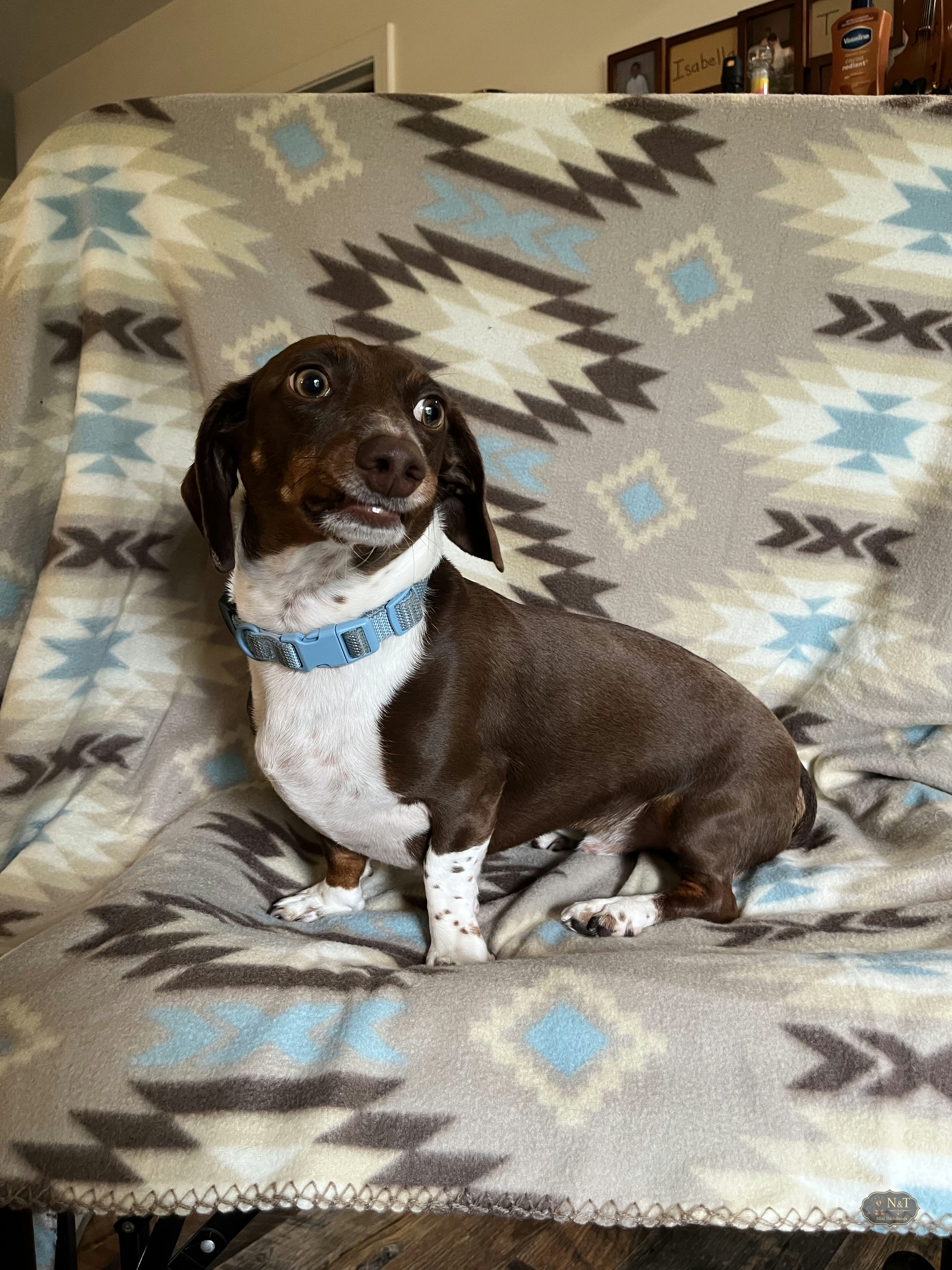 Uncle Gus, an adult dachshund, at home